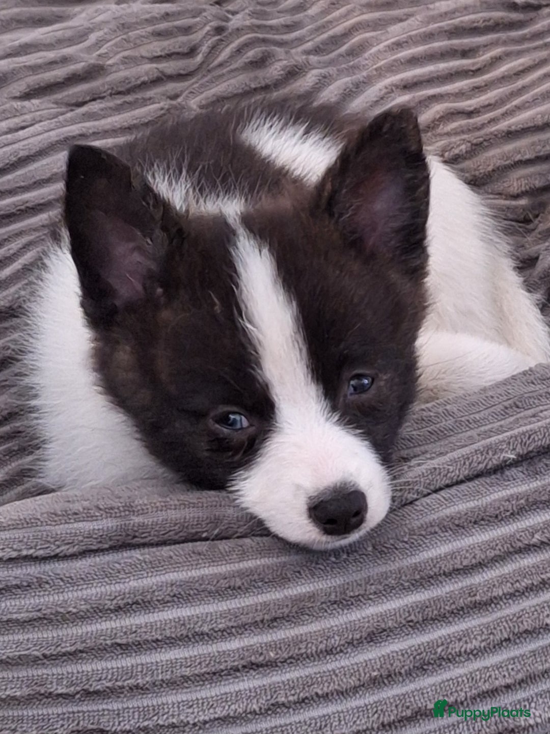 Pomsky honden te koop: Pomsky reutje Rocky  in Weert - Afbeelding 2