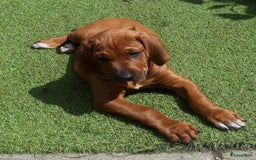 Rhodesian Ridgeback honden te koop: "Prachtige kruising Rhodesians"  in Bavel - Afbeelding 3