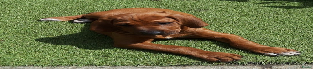 Rhodesian Ridgeback Puppy 1