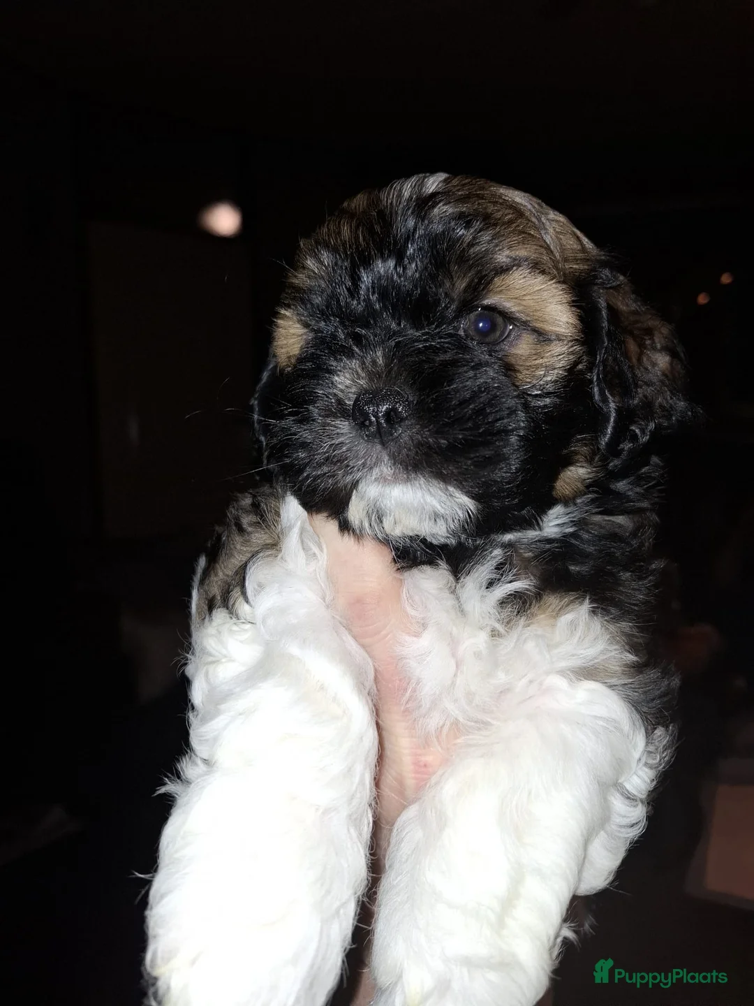 Boomer honden te koop: boomer reutje zoekt forever home - Advertentie 3