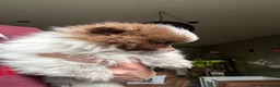 Pomeriaan honden te koop: Pomeriaan  - Advertentie 2