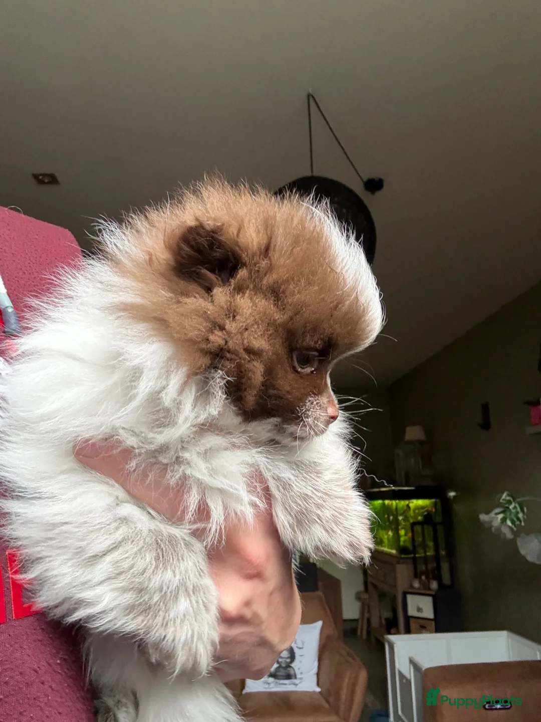 Pomeriaan honden te koop: Pomeriaan  - Advertentie 2