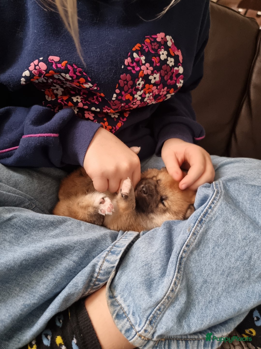 Shiba honden te koop: Shiba inu pups met f.c.i stamboom  - Advertentie 12