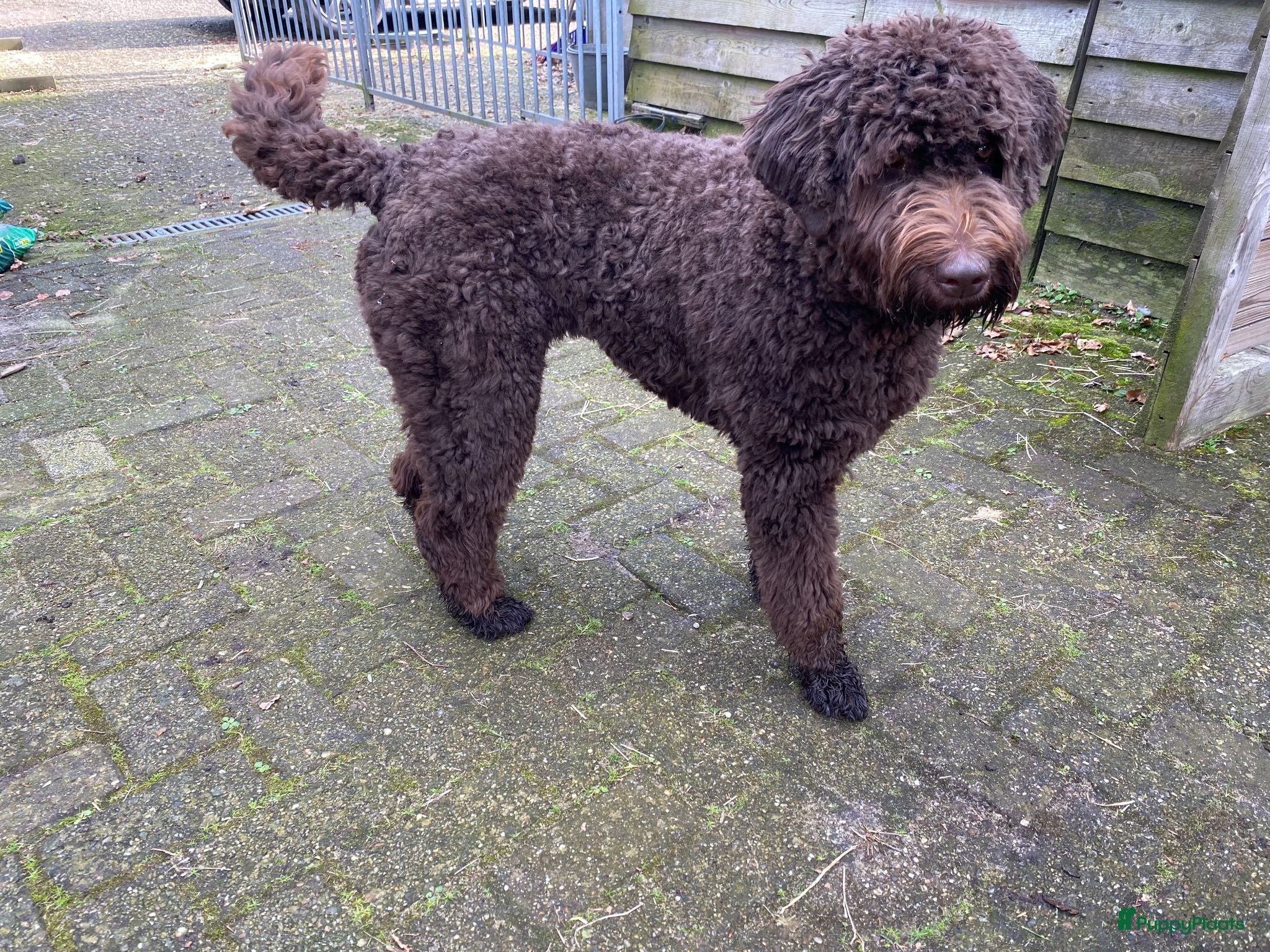 Labradoodle honden Labradoodles chocoladebruin F4, Medium - Advertentie 2