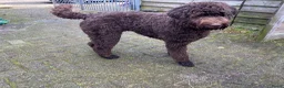 Labradoodle honden te koop: Labradoodles chocoladebruin F4, Medium - Advertentie 2