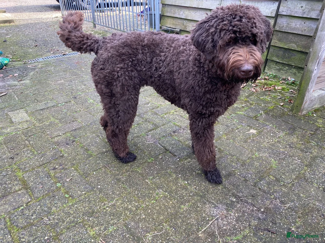 Labradoodle honden te koop: Labradoodles chocoladebruin F4, Medium - Advertentie 2