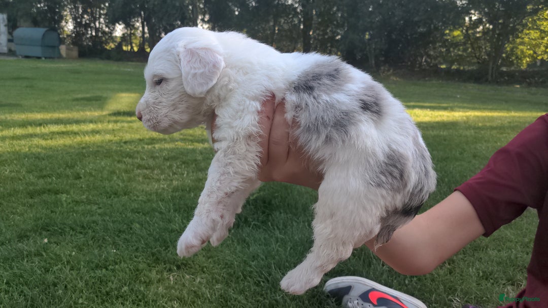 Kruising honden te koop: Mooi, lief en slim! hypoallergene Spaanse aussies - Afbeelding 20