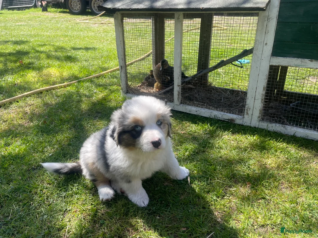 Australian Shepherd honden te koop: Australian sheperd - Advertentie 2