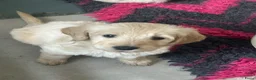 Goldendoodle honden te koop: goldendoodle pups - Advertentie 2