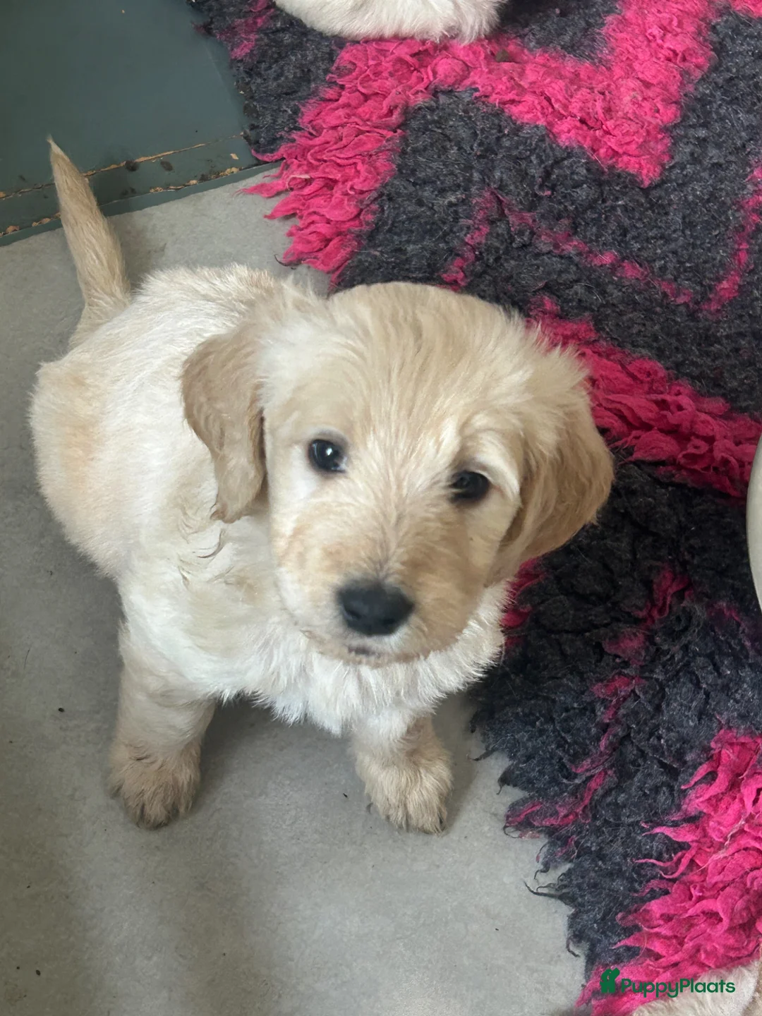 Goldendoodle honden te koop: goldendoodle pups - Advertentie 2