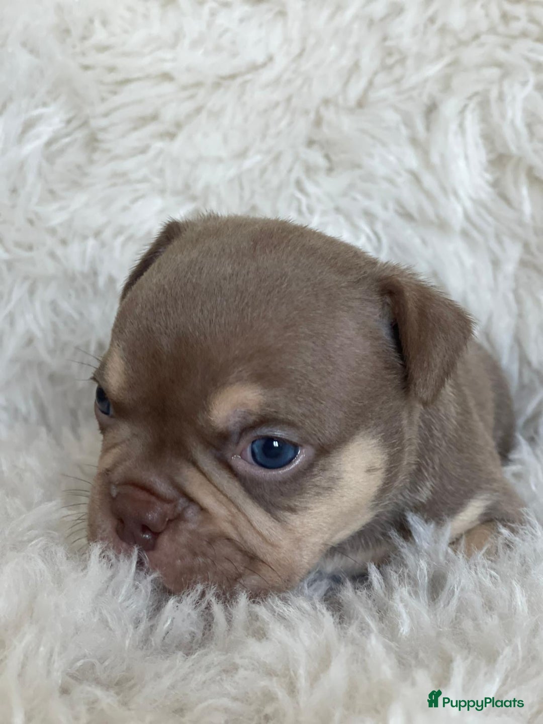 Amerikaanse Bully honden te koop: American Bully micro/pocket  - Advertentie 6