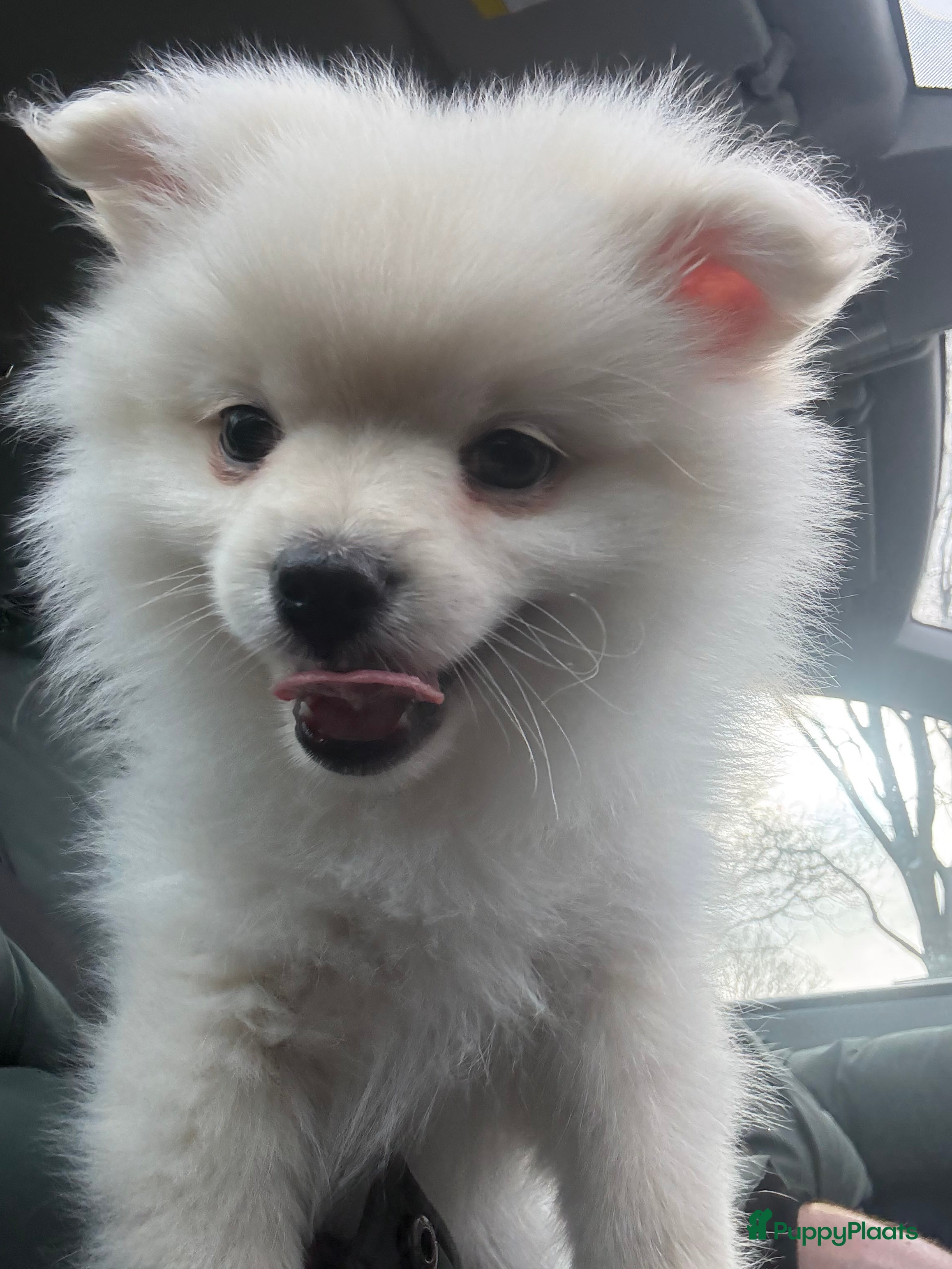 Pomeriaan honden Pomeriaan (keeshond) reutje 9 weken  - Advertentie 3