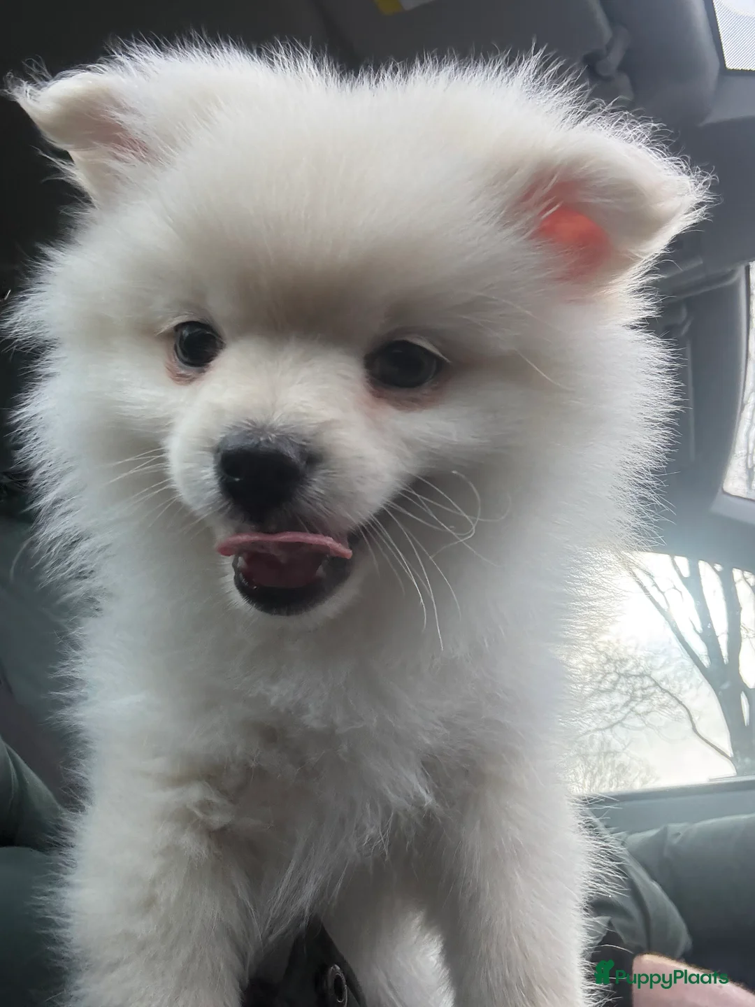 Pomeriaan honden te koop: Pomeriaan (keeshond) reutje 9 weken  - Advertentie 1