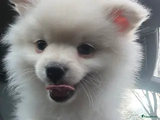 Pomeriaan honden Pomeriaan (keeshond) reutje 9 weken - Advertentie 3