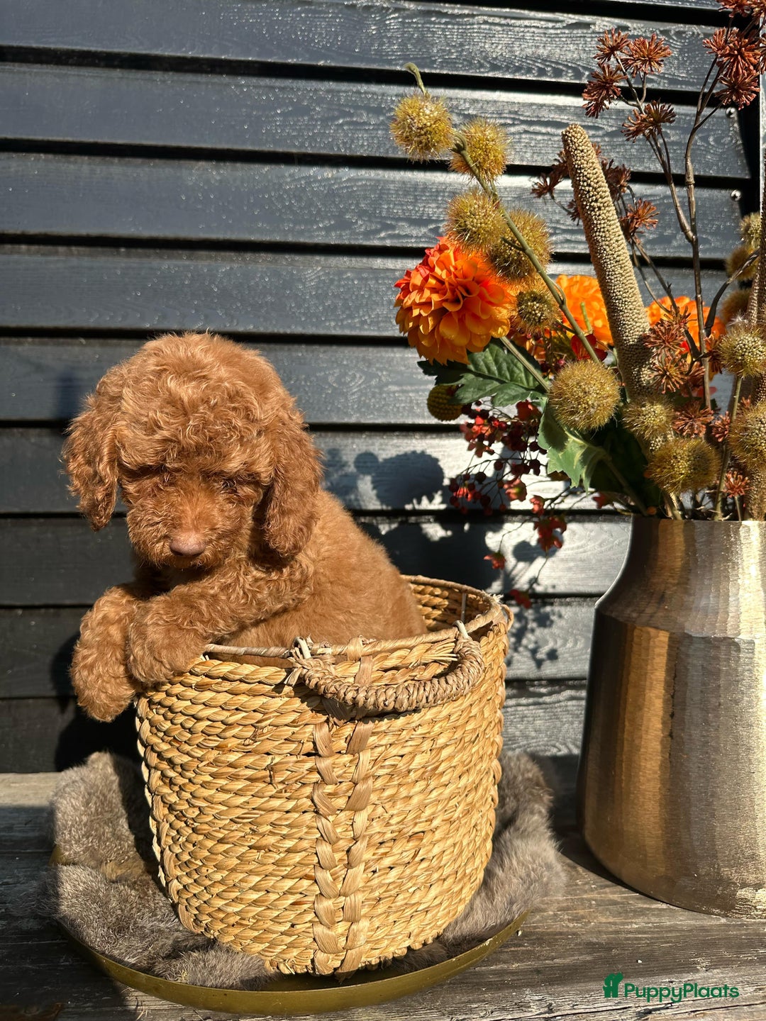 Labradoodle honden te koop: Labradoodle  - Afbeelding 6