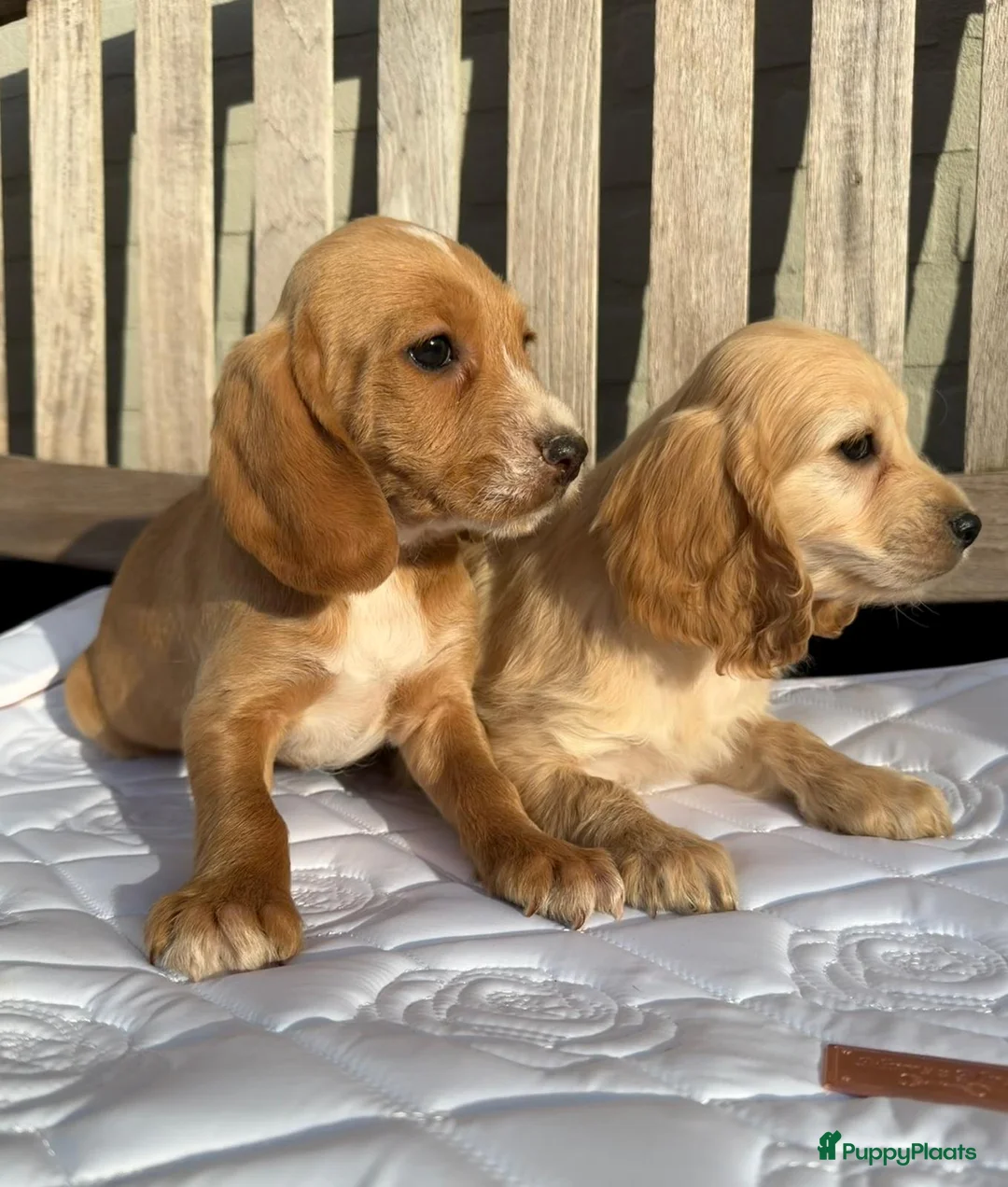 Cockapoo honden te koop: Super leuke cockapoo pups  in Meijel - Advertentie 9
