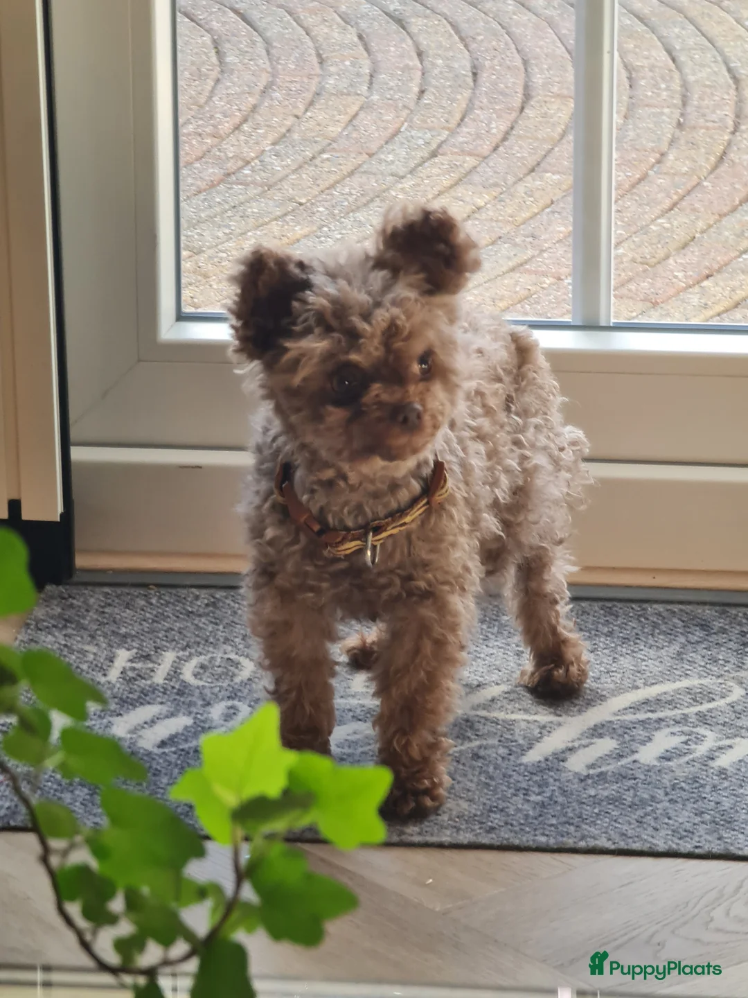 Poedel Toy honden te koop: Toypoedelpup  - Advertentie 7