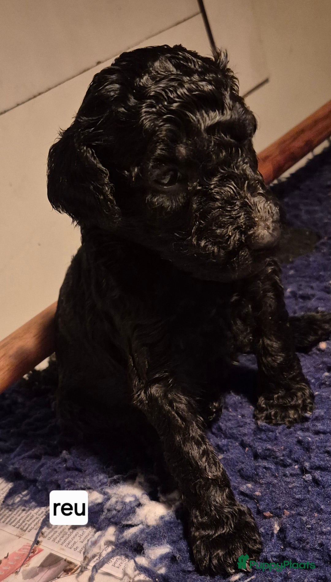 Poedel honden te koop: Schitterende Koningspoedel pups - Advertentie 4