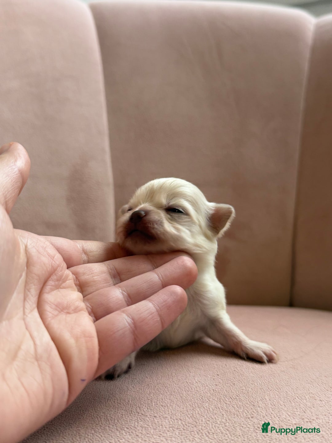 Chihuahua honden te koop: Chihuahuas pups - Advertentie 28