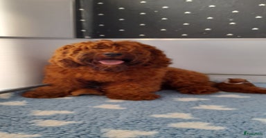 Australian Labradoodle honden - Advertentie 10