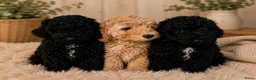 Labradoodle honden te koop: Mini labradoodle pups mogen het nest verlaten  - Advertentie 1