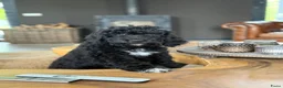 Barbet honden te koop: Barbet pups - Advertentie 6