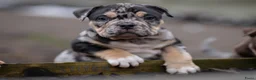 Amerikaanse Bully honden te koop: American Bully pocket pups verwacht  - Advertentie 23