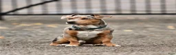 Jack Russel Terriër honden te koop: Mooie Jack Russelpups - Advertentie 4