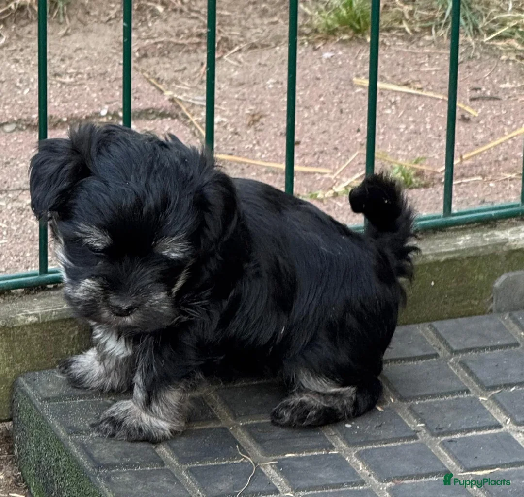 Kruising honden te koop: Bolonka Zwetna X pupjes - Advertentie 10