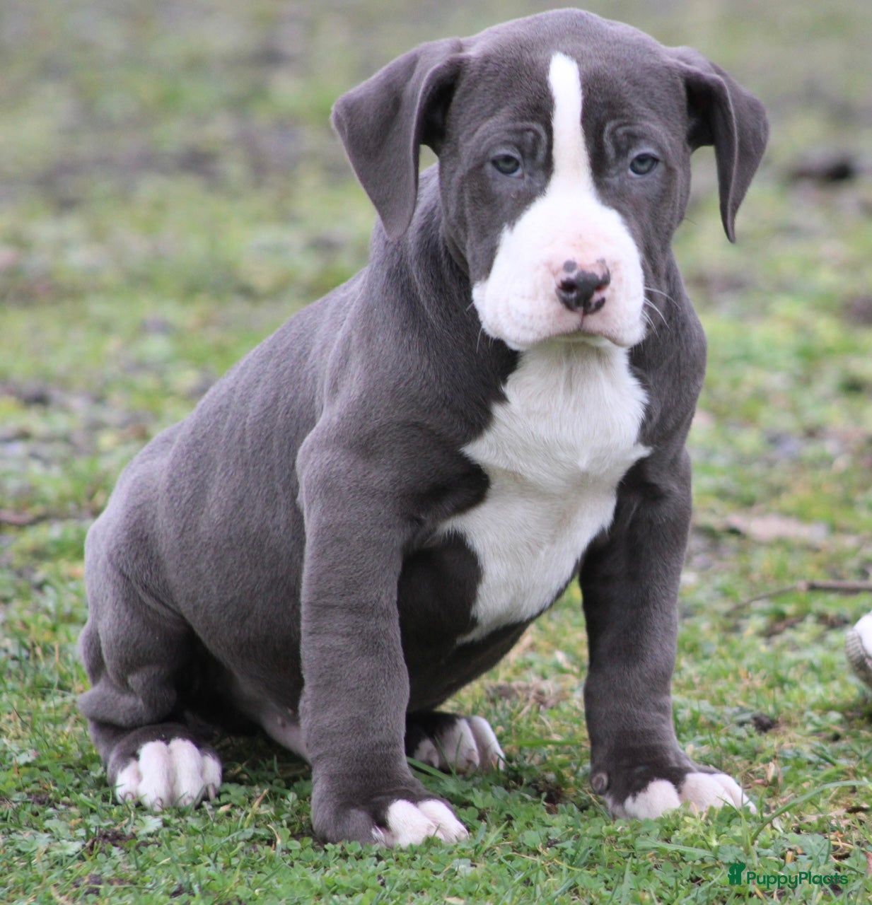 Amerikaanse Bully honden American Bully pups Abkc - Advertentie 1