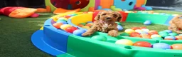 Kruising honden te koop: Prachtig mini Australian labradoodle pupjes - Advertentie 14