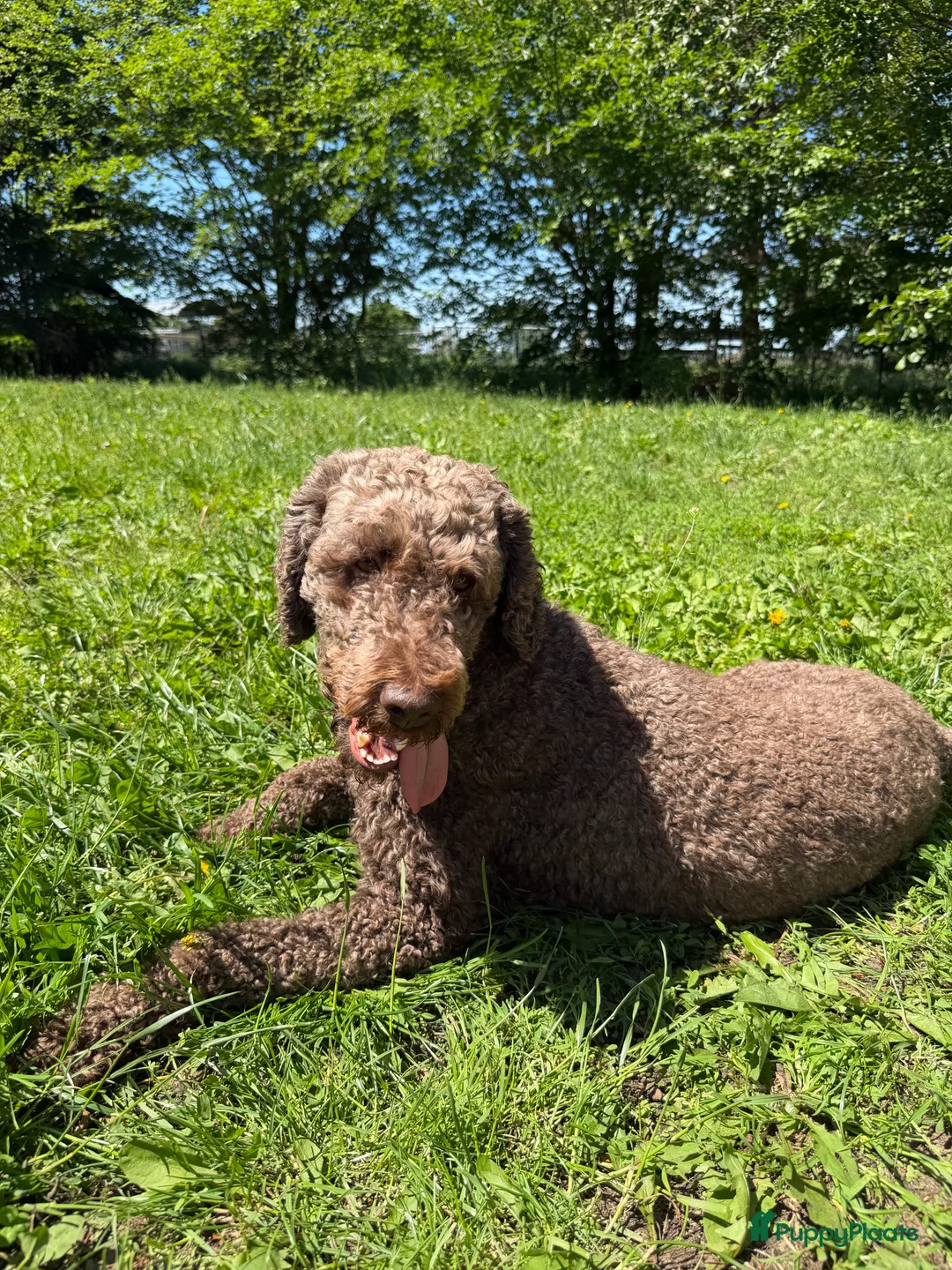 Labradoodle honden te koop: Mooie Labradoodle pups! - Advertentie 2