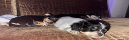 Kruising honden te koop: Chihuahua kruising pups - Advertentie 4