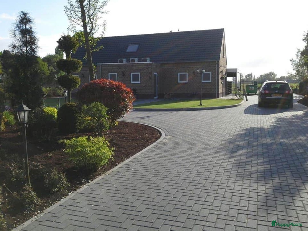 Galerij afbeelding {{count}}