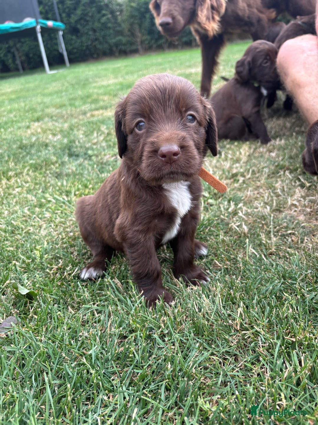 Duitse Staande Hond Langhaar honden te koop: Duitse staande langhaar pups  in Maastricht - Afbeelding 21