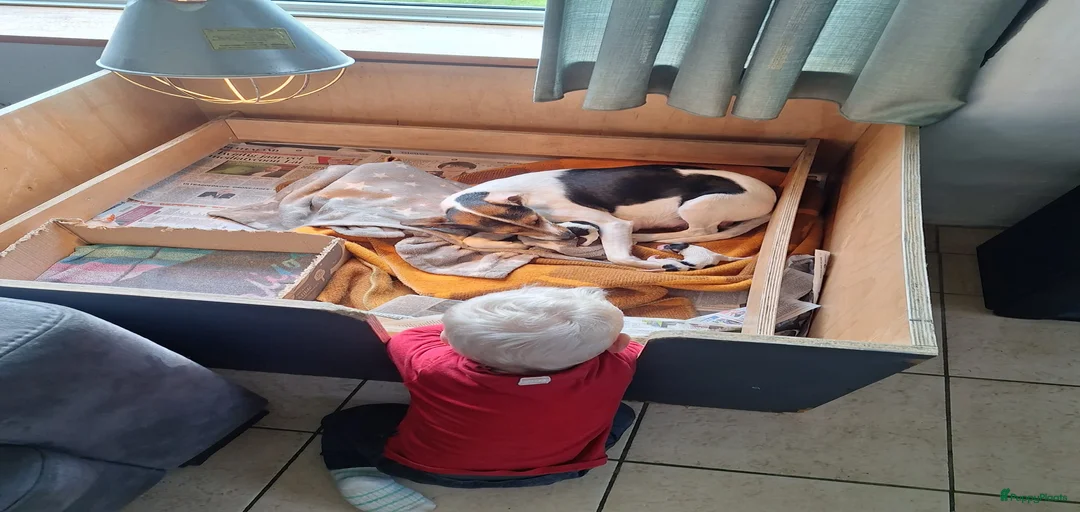 Galerij afbeelding {{count}}