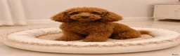 Poedel Toy honden te koop: Toy Poedel pups  in Amsterdam - Advertentie 1