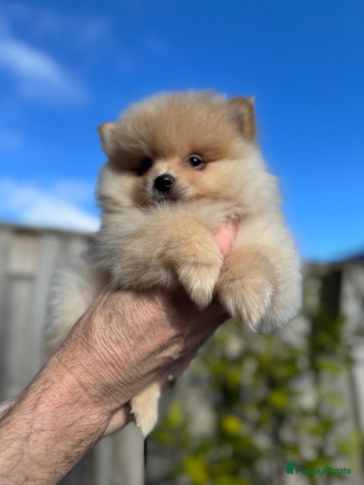 Pomeriaan honden Prachtige Pomeriaan pups  - Advertentie 3