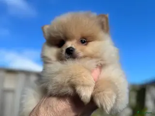 Pomeriaan honden Prachtige Pomeriaan pups - Advertentie 3