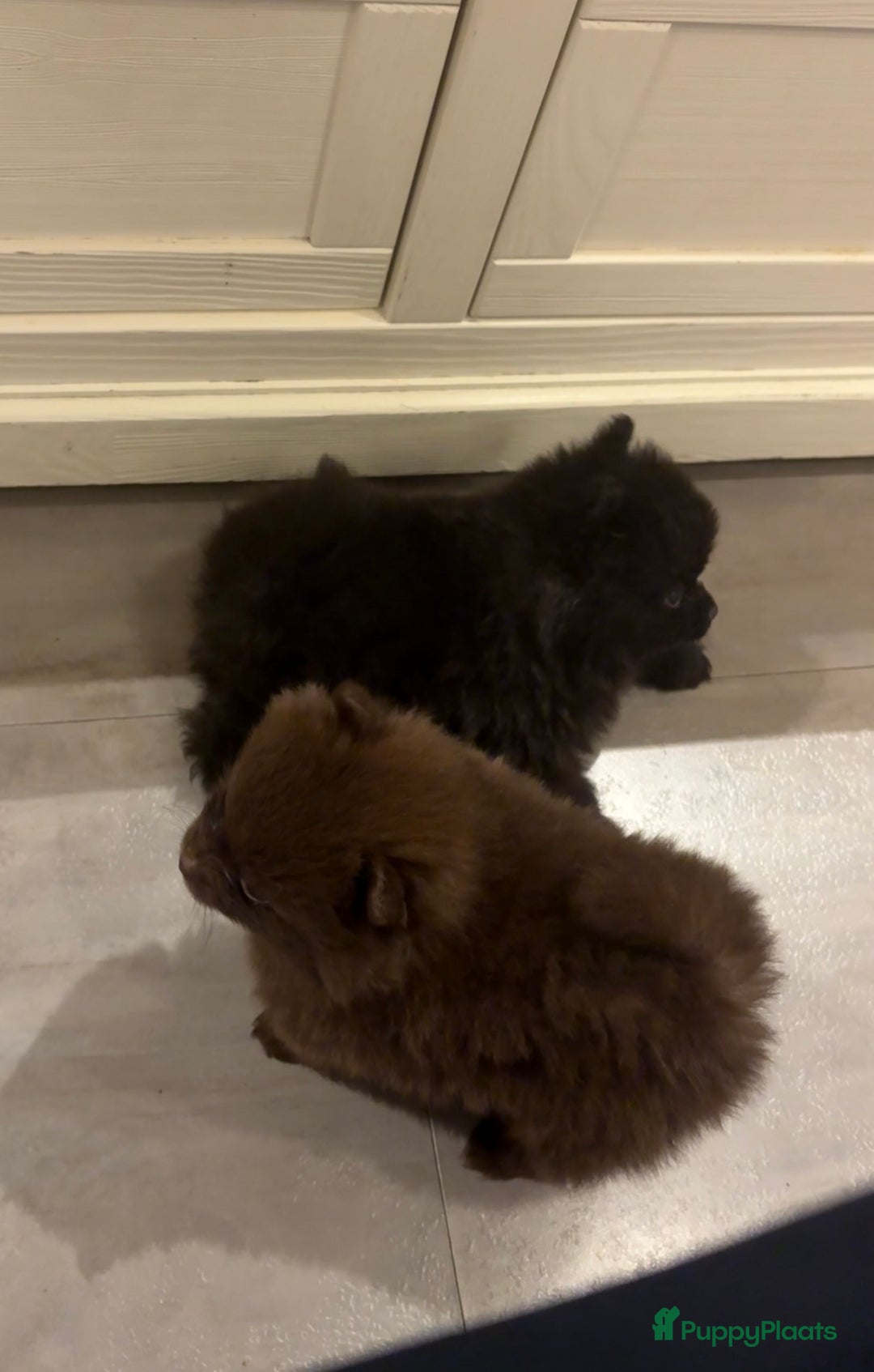 Pomeriaan honden te koop: Pomeriaan pups  - Advertentie 13