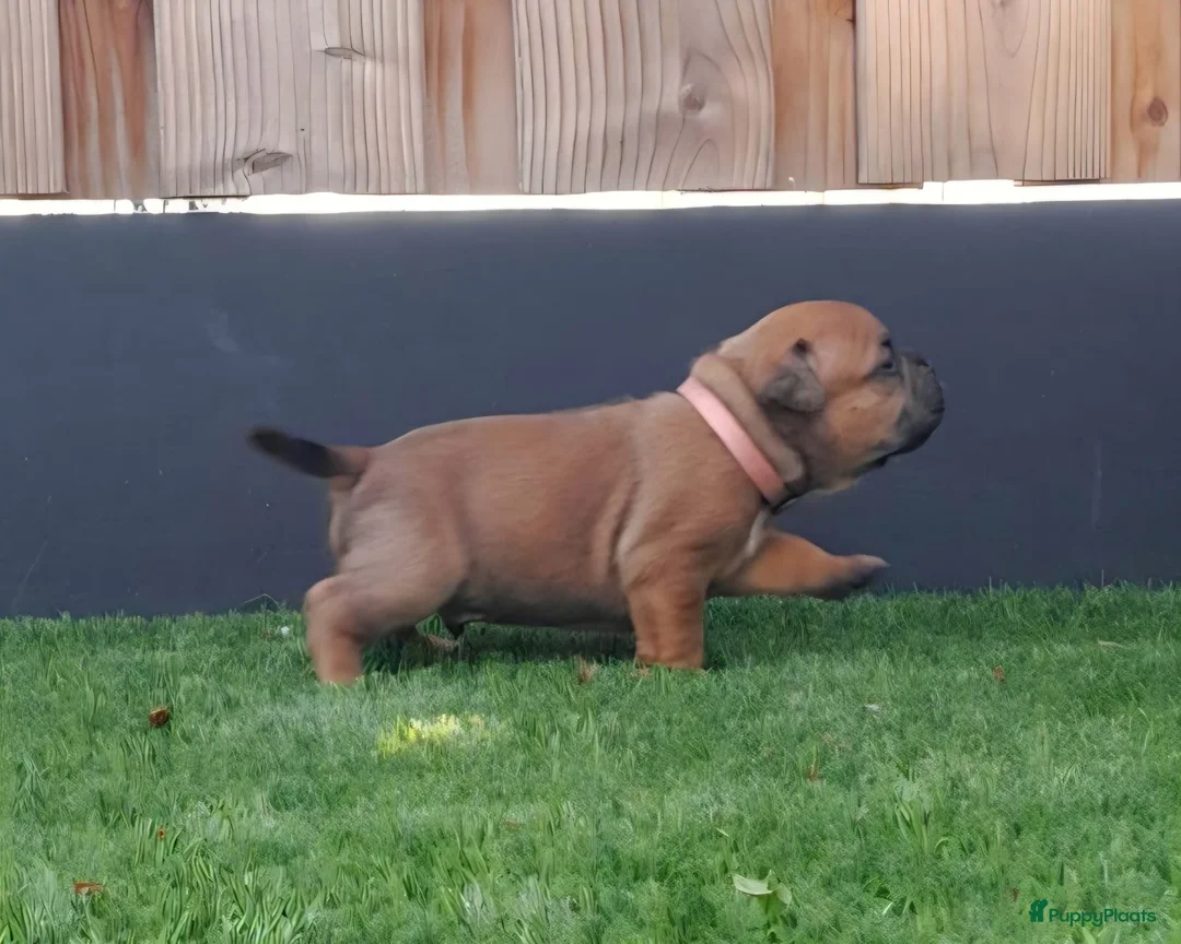 Kruising honden te koop: Prachtige pups - Advertentie 1