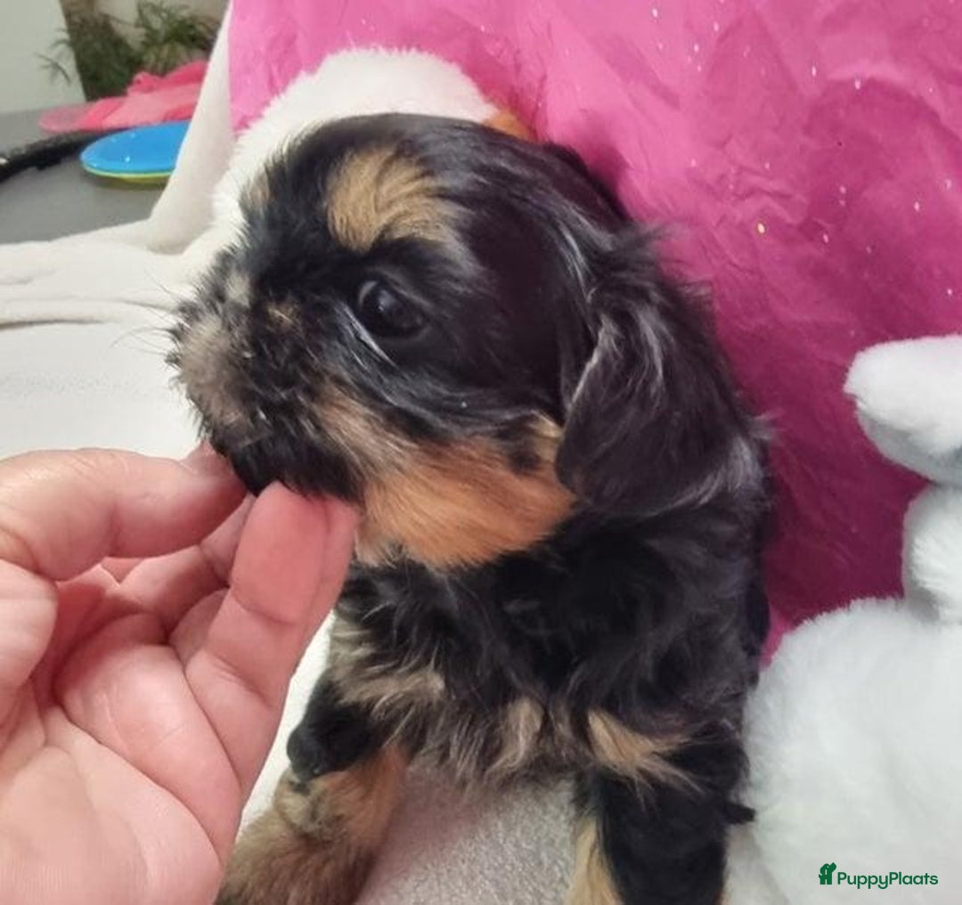 Shih Tzu honden te koop: Imperial Shih Tzu puppy's  - Advertentie 6