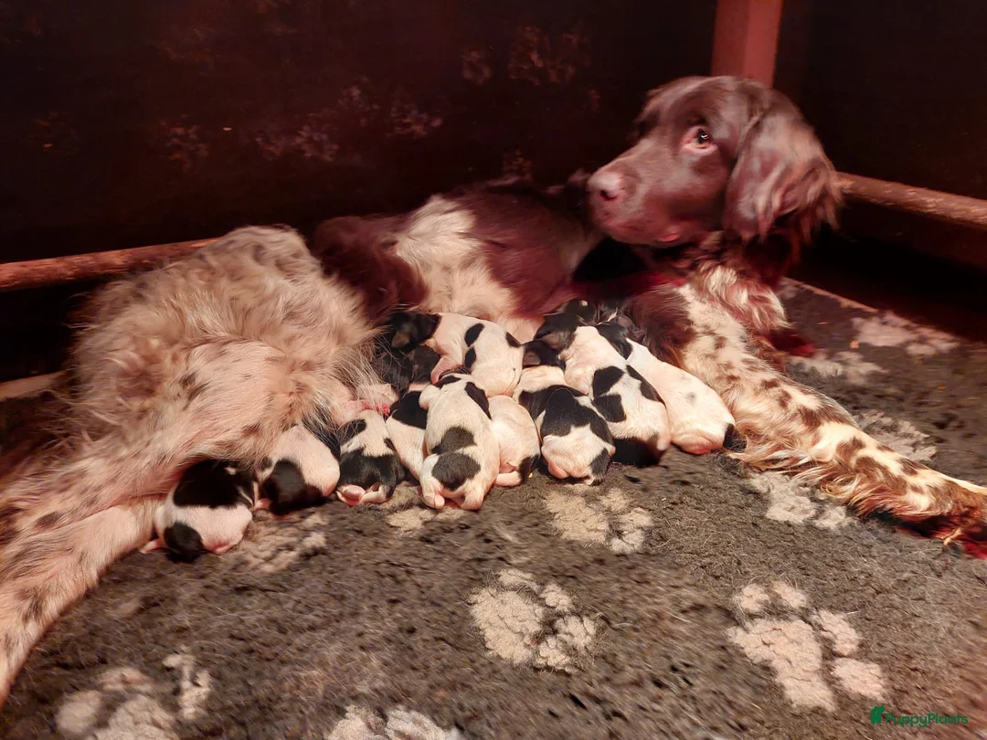 Friese Stabij honden te koop: Friese Stabij pups met FCI-stamboom🐾 - Advertentie 2