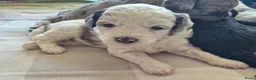 Kruising honden te koop: 🐾Middenslag, medium, Merle Poedel/Doodelpups!🐾- - Advertentie 7