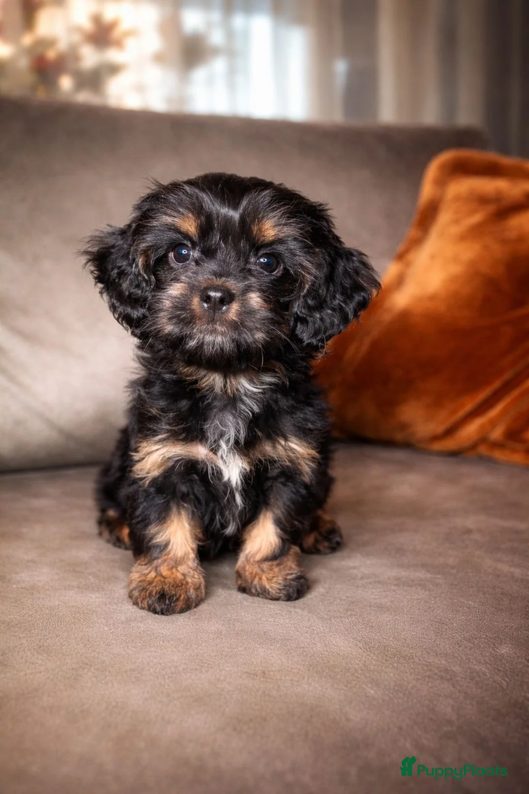 Havanezer honden te koop: Havanezer teefje - Advertentie 1