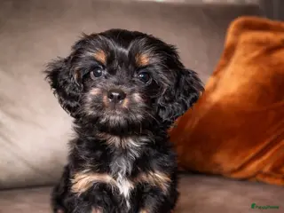 Havanezer honden Havanezer teefje - Advertentie 8