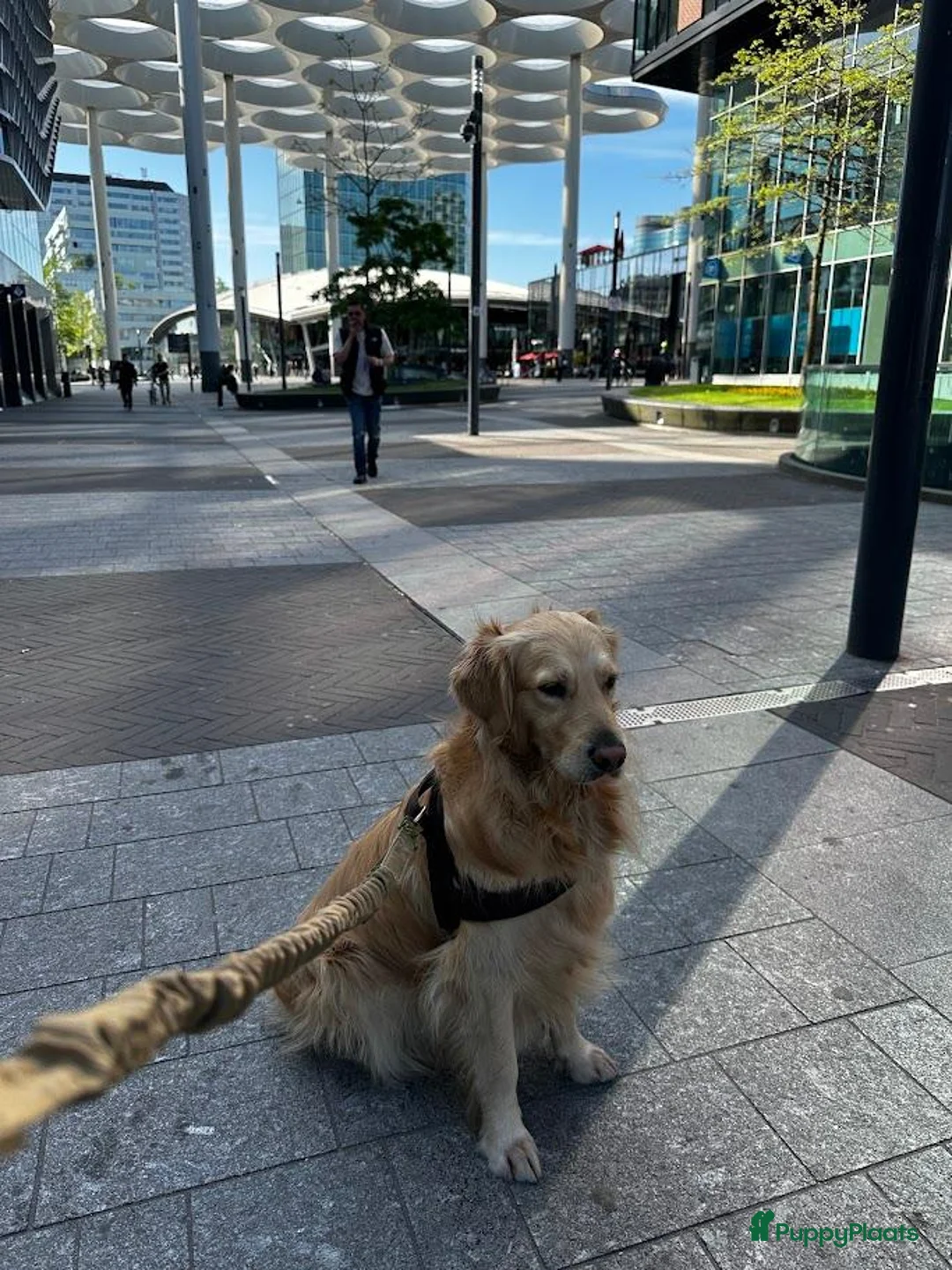 Golden Retriever honden te koop: Golden Retriver  in Utrecht - Advertentie 2