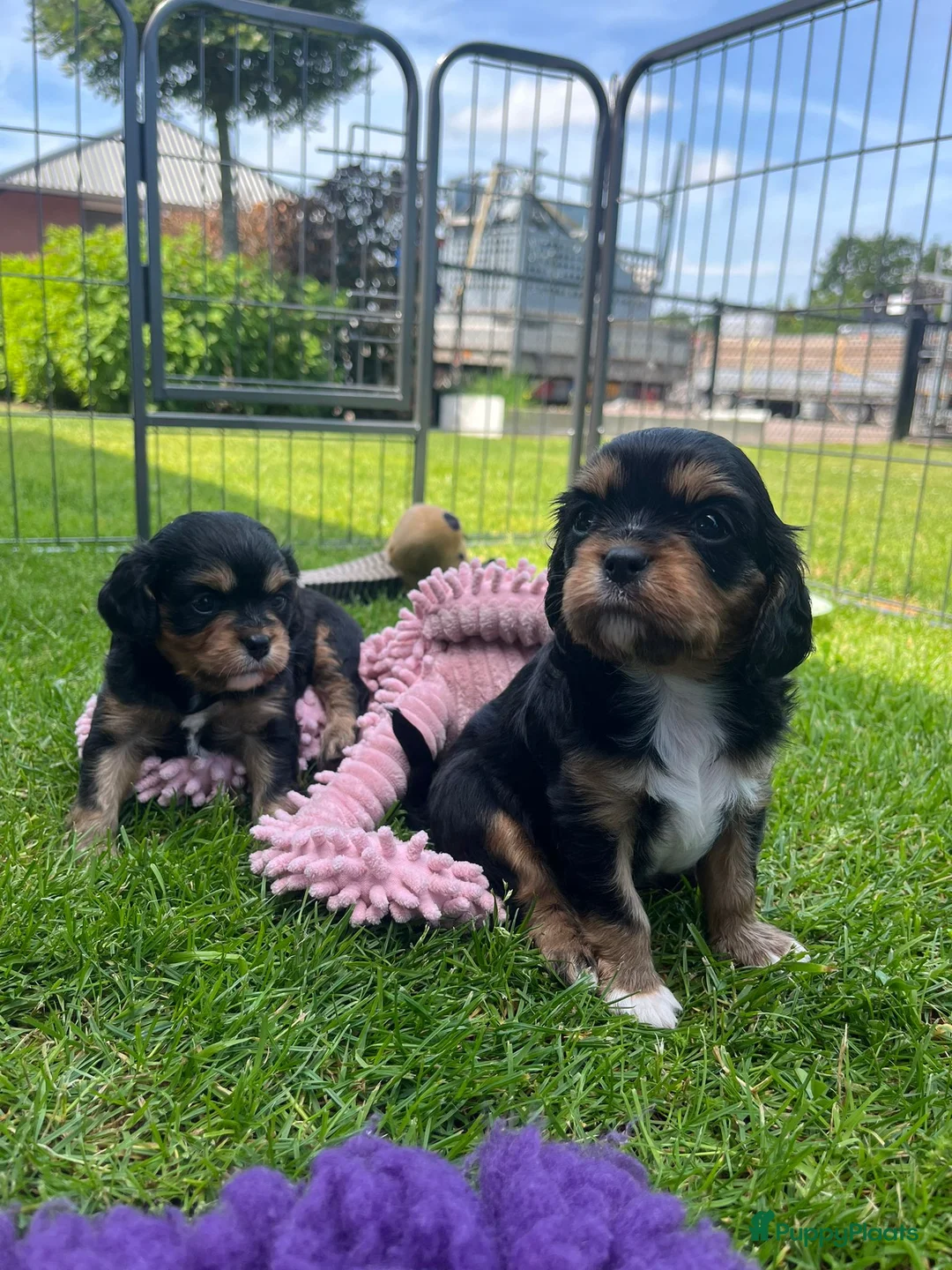 Cavalier King Charles Spaniel honden te koop: Cavelier King Charles pups - Advertentie 2