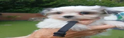 Boomer honden te koop: Prachtige boomer pups uit 1 malig gelegenheid nest - Advertentie 39