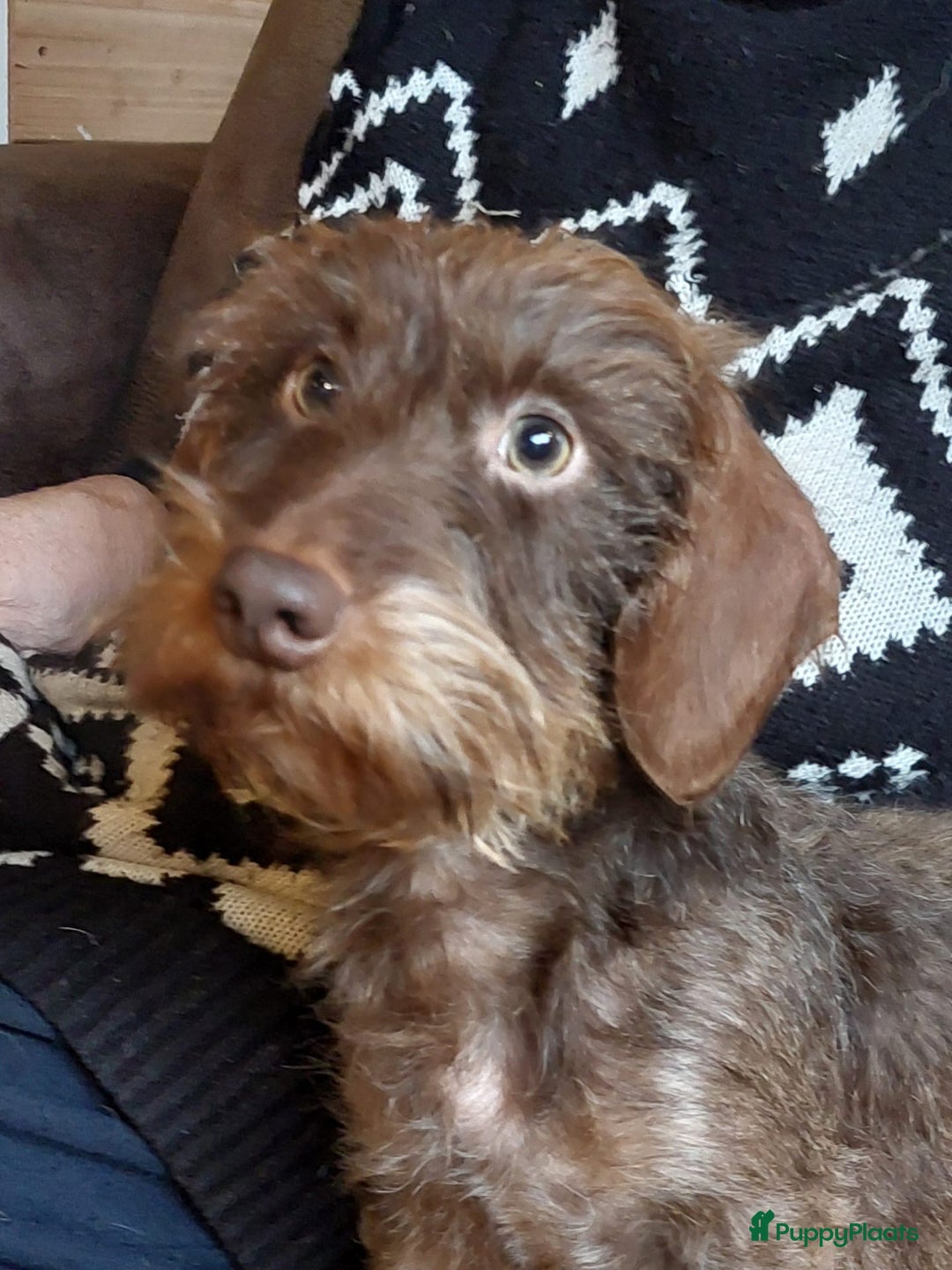 Ruwhaar Teckel honden ter dekking: Dekreu ruwharige dwergteckel chocotan - Advertentie 5